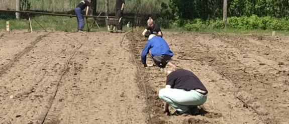 planting potatoes
