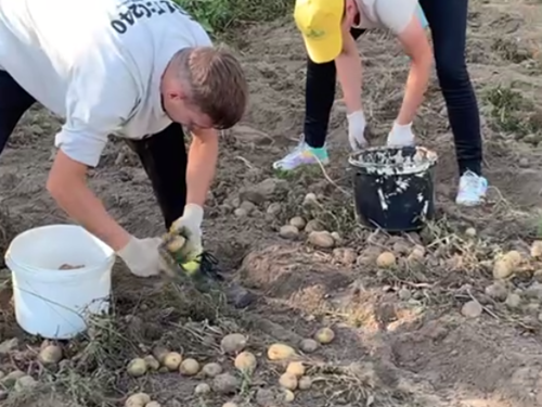 potatoe harvest